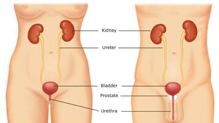 Frau anatomie körper Körper anatomie